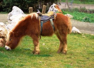 Un empleado municipal fue descubierto teniendo sexo con un pony