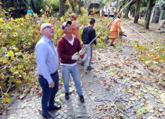 Tigre puso en marcha el plan de poda 2018: abarcará más de 18 mil árboles