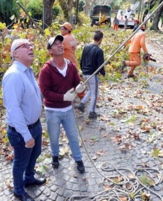 Tigre puso en marcha el plan de poda 2018: abarcará más de 18 mil árboles
