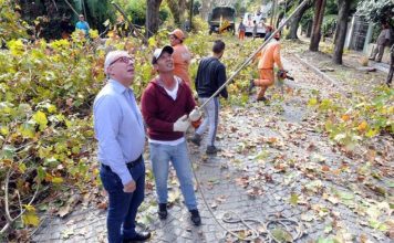 Tigre puso en marcha el plan de poda 2018: abarcará más de 18 mil árboles