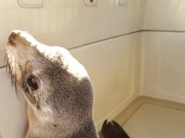 Vicente López: Exitoso rescate a un lobo marino