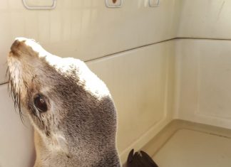 Vicente López: Exitoso rescate a un lobo marino