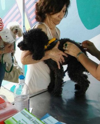 Vacunación antirrábica y desparasitación en Munro