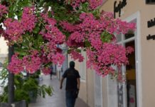 San Fernando plantará 10 mil árboles nuevos durante 2020