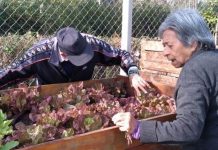 San Fernando: El municipio diseñó una huerta en el Hospital Municipal de Islas “Do Porto”