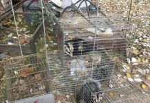 Pilar: Denuncian caza y enjaulamiento de animales silvestres en un country