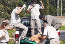 San Fernando: Se liberó un ciervo de los pantanos rescatado en el Delta