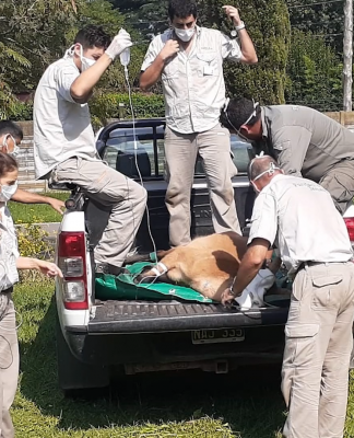 San Fernando: Se liberó un ciervo de los pantanos rescatado en el Delta