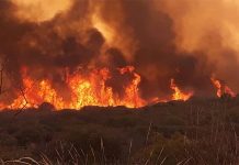 San Fernando: incendio en el delta pone en riesgo 5 mil hectáreas