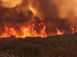 San Fernando: incendio en el delta pone en riesgo 5 mil hectáreas