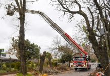 San Fernando: el Municipio, junto con Bomberos, acondicionaron los árboles más antiguos