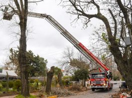 San Fernando: el Municipio, junto con Bomberos, acondicionaron los árboles más antiguos