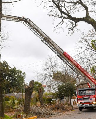 San Fernando: el Municipio, junto con Bomberos, acondicionaron los árboles más antiguos