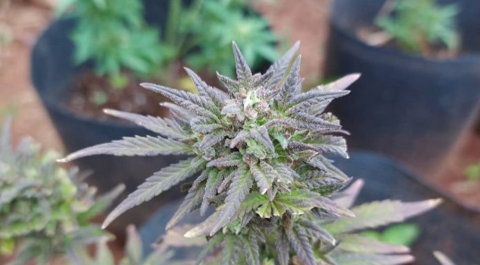 Tigre: aprobaron el cannabis y sus derivados como recurso terapéutico