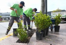San Fernando: gracias al ‘Plan Municipal de Forestación’, plantaron nuevos arbustos en la Ruta 202
