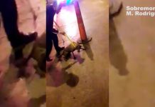 San Fernando: un perro ciego fue rescatado de una alcantarilla por Defensa Civil