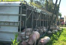 Pilar: se volcó un camión con 150 cerdos y la gente los carneó