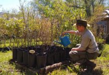 San Isidro: retoños del histórico algarrobo son repartidos para ser replantados