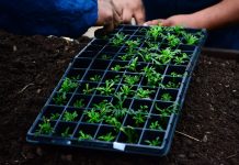 Escobar: comenzaron los cursos de extensión para capacitación en huerta agroecológica