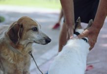 San Fernando: Zoonosis brinda recomendaciones para proteger a los animales durante las fiestas