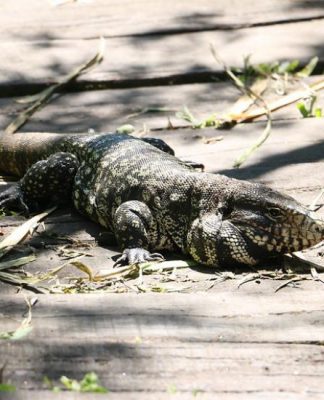 San Isidro: el Municipio pone foco en la restauración ecológica