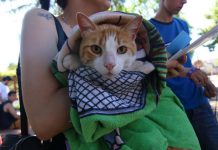 San Isidro: atención y vacunación gratuita para caninos y felinos en el barrio La Cava