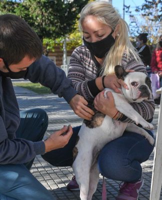 San Fernando: el Municipio celebró el Día del Animal con un operativo de castración y vacunación en la Plaza San Pablo