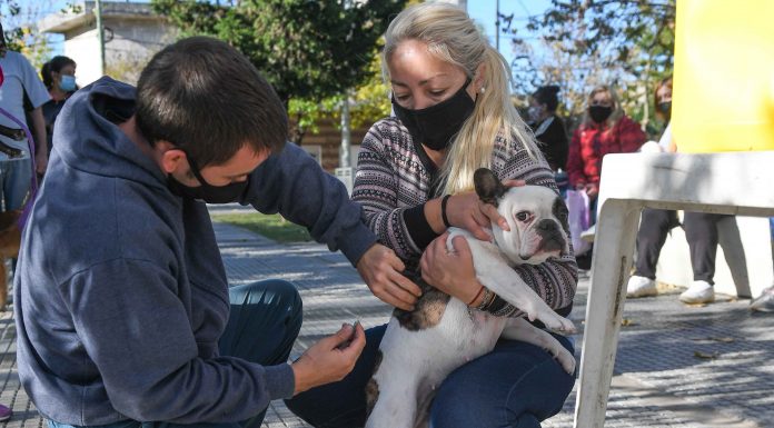 San Fernando: el Municipio celebró el Día del Animal con un operativo de castración y vacunación en la Plaza San Pablo