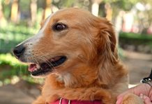 San Fernando: Zoonosis tendrá un nuevo operativo en el Delta para atender a las mascotas