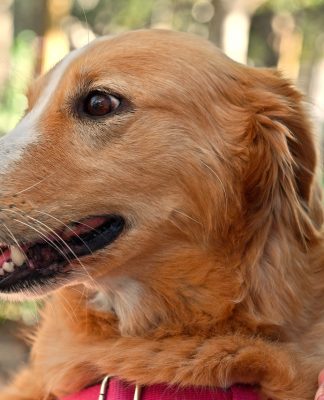 San Fernando: Zoonosis tendrá un nuevo operativo en el Delta para atender a las mascotas