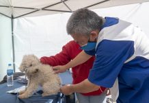 San Isidro: ¿Dónde vacunar mascotas esta semana?