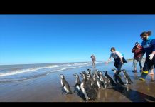 14 pingüinos magallánicos rescatados regresaron al mar para retomar su viaje migratorio