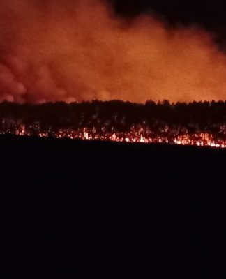 Feroz incendio en un humedal de la segunda sección del Delta de San Fernando