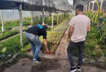 Decomisaron comercios con plantaciones de sustancias psicoactivas