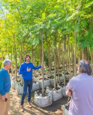 Juan Andreotti presentó las especies de árboles que se plantarán en San Fernando