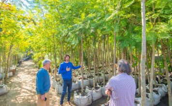 Juan Andreotti presentó las especies de árboles que se plantarán en San Fernando