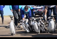 18 pingüinos hallados en estado de desnutrición regresaron al mar luego de ser rehabilitados