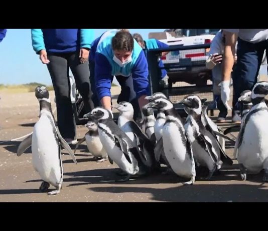 18 pingüinos hallados en estado de desnutrición regresaron al mar luego de ser rehabilitados