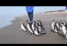 Segunda oportunidad: 12 pingüinos regresan al mar tras ser rehabilitados por cuadros de desnutrición