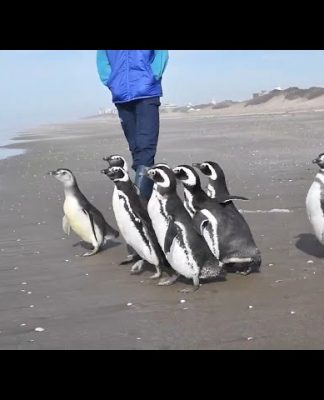 Segunda oportunidad: 12 pingüinos regresan al mar tras ser rehabilitados por cuadros de desnutrición
