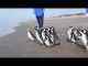 Segunda oportunidad: 12 pingüinos regresan al mar tras ser rehabilitados por cuadros de desnutrición