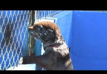 Preocupación por el aumento de casos de lobos marinos afectados por redes de pesca y zunchos plásticos