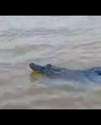 Avistaron a un yacaré en el Delta de Tigre