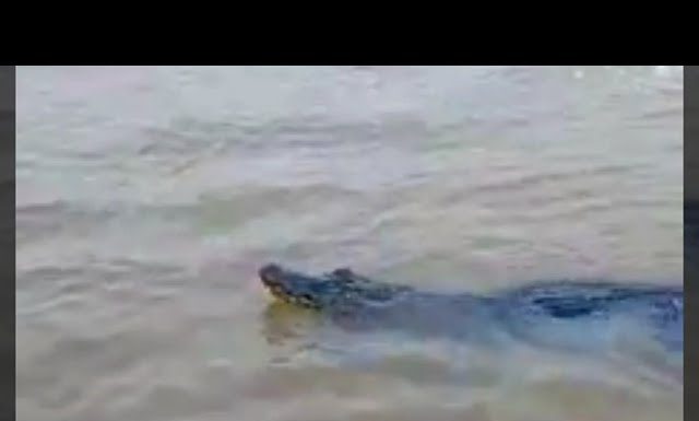 Avistaron a un yacaré en el Delta de Tigre