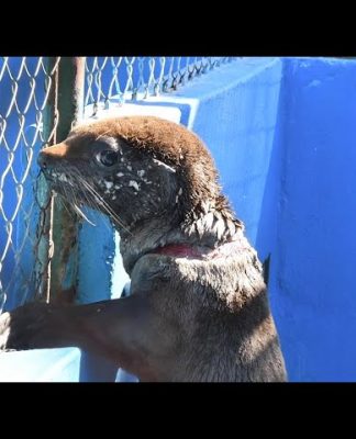 Preocupación por el aumento de casos de lobos marinos afectados por redes de pesca y zunchos plásticos