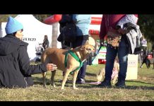 Vicente López festejó el Día del Perro junto a Purina