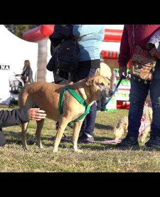 Vicente López festejó el Día del Perro junto a Purina
