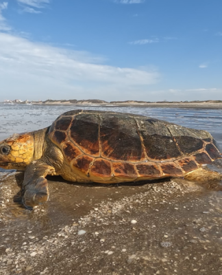 Una tortuga cabezona de 50 kilos regresó al mar después de quedar atrapada en una red de pesca artesanal