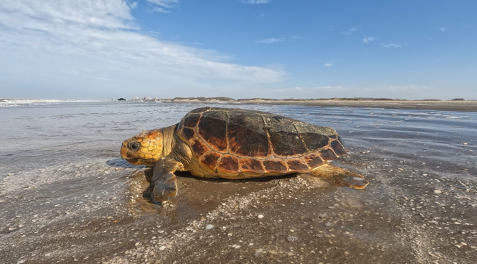 Una tortuga cabezona de 50 kilos regresó al mar después de quedar atrapada en una red de pesca artesanal
