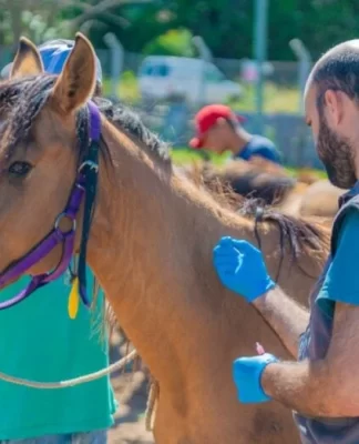 Encefalitis equina: San Fernando colabora en la vacunación de caballos rescatados de la Tracción a Sangre